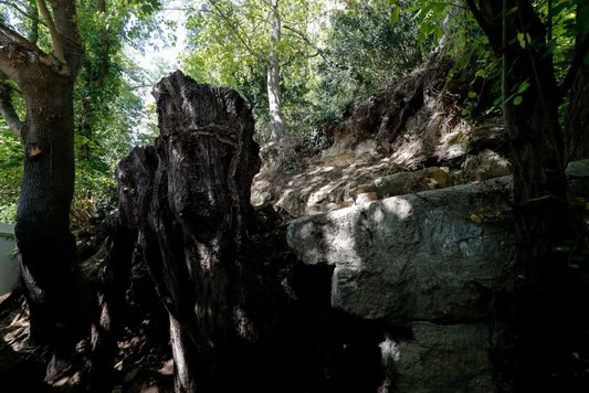 Fransız Çift, Mahkeme Kararıyla Van Gogh'un Son Resmini Yaptığı Yerin Sahibi