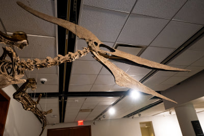 Sotheby's Pteranodon İskeletini Müzayedede 4 Milyon Dolara Satacak